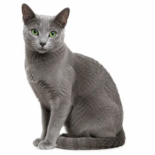 Котка руска синя